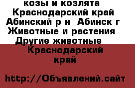 козы и козлята - Краснодарский край, Абинский р-н, Абинск г. Животные и растения » Другие животные   . Краснодарский край